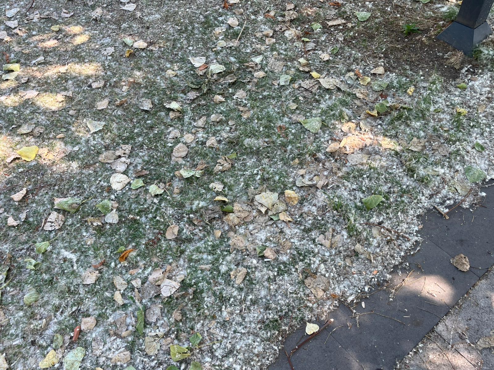 Sinop’ta beyaz bir sürpriz