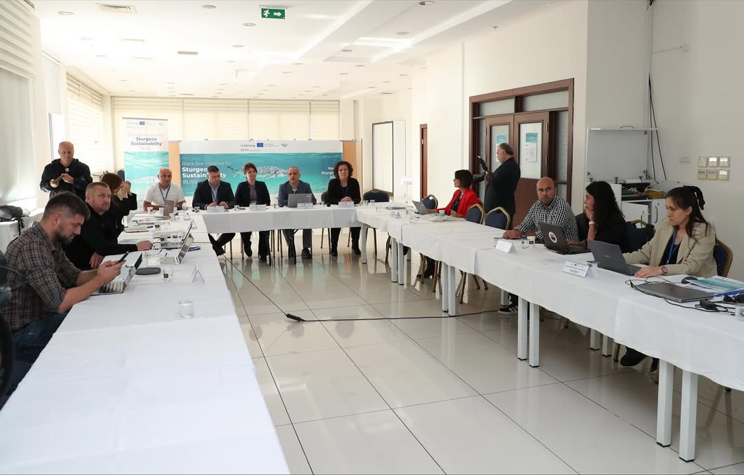 Nesli tükenmekte olan Mersin Balığı uydu ile izlenecek-2