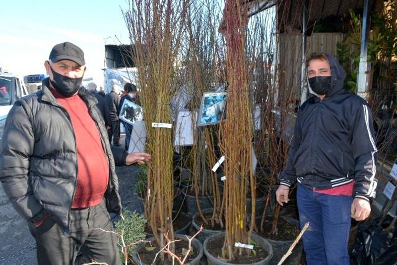 Sinop'ta köylere göç arttı, fidan satışlarını patladı