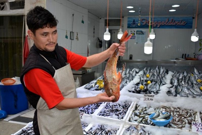 Sinop'ta 2 kiloluk kırlangıç balığı yakalandı