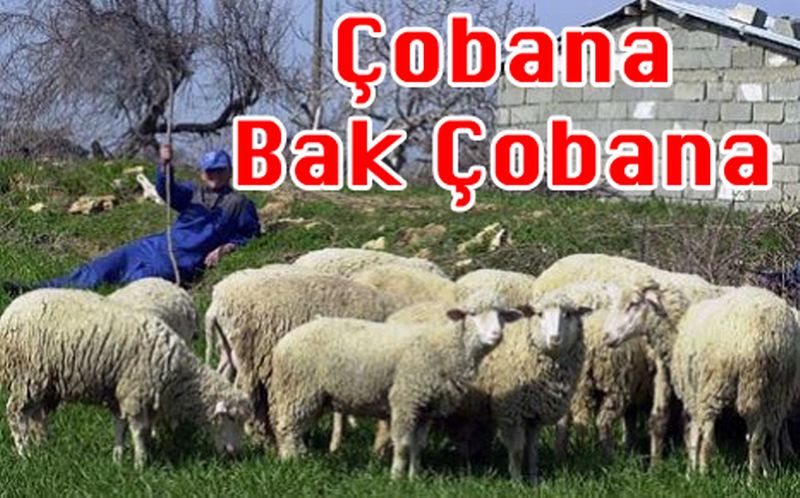 Çobana Bak Çobana