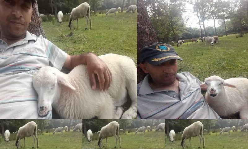 ÇOBANLA KUZUNUN DOSTLUĞU