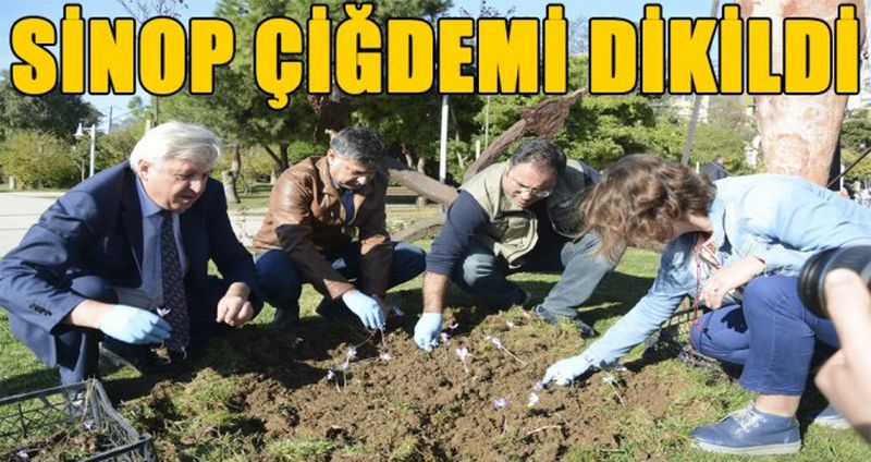 "SİNOP ÇİĞDEMİ DİKİLDİ "