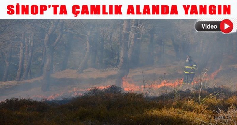 Sinop’ta çamlık alanda korkutan yangın