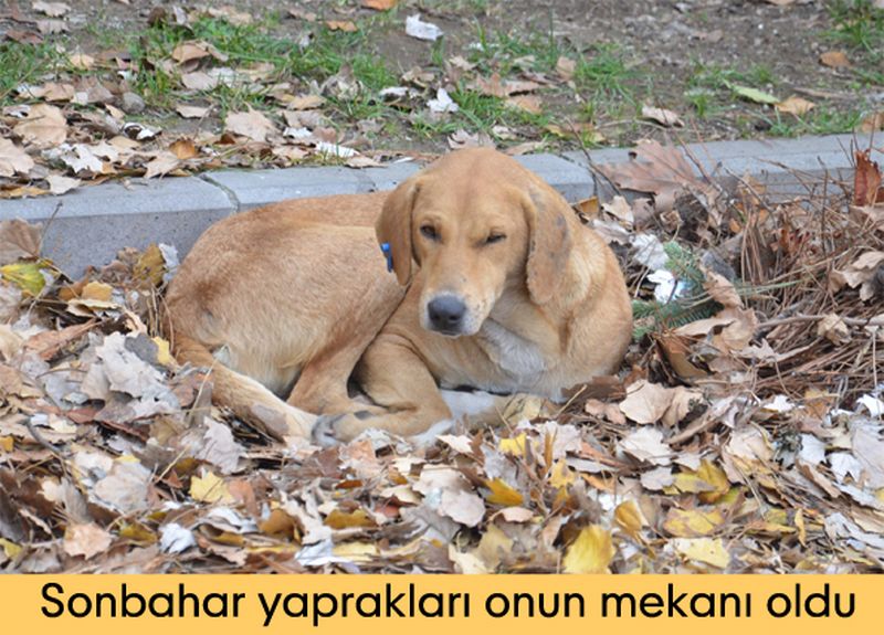 Sonbahar yaprakları onun mekanı oldu