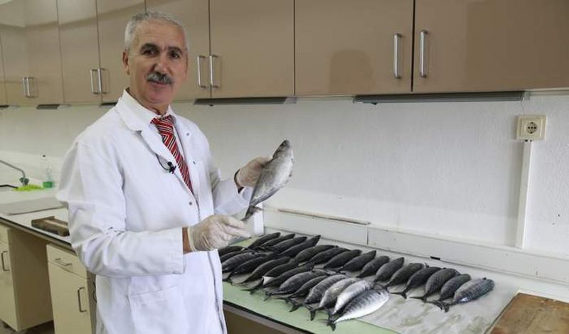 Sinop Üniversitesinden  Palamut ve Çinekop Araştırması