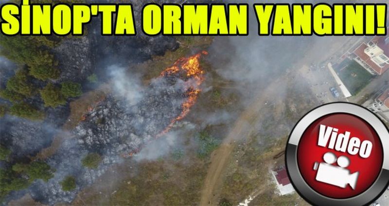 SİNOP'TA ORMAN YANGINI