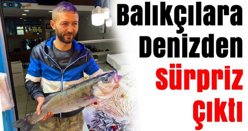 Sinop’ta Balıkçılara Denizden Sürpriz Çıktı