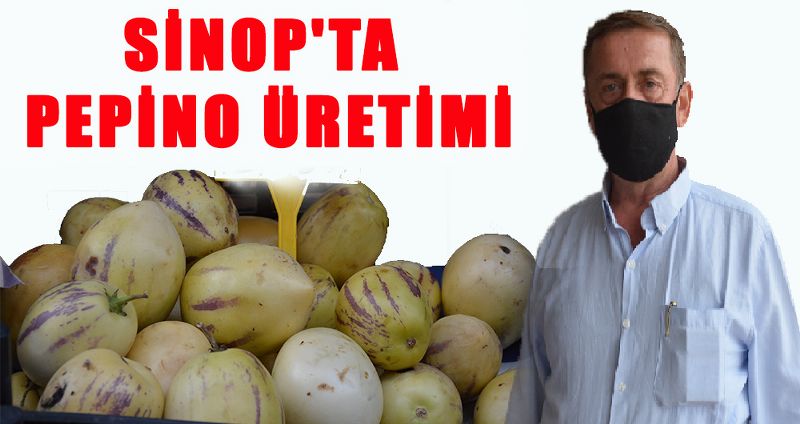 SİNOP'TA PEPİNO ÜRETİMİ