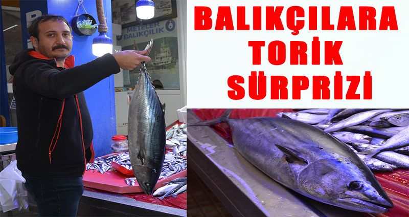 Balıkçılara torik sürprizi