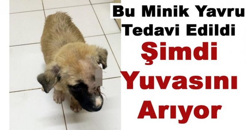 Yaralı Minik Köpek Tedavi Edildi