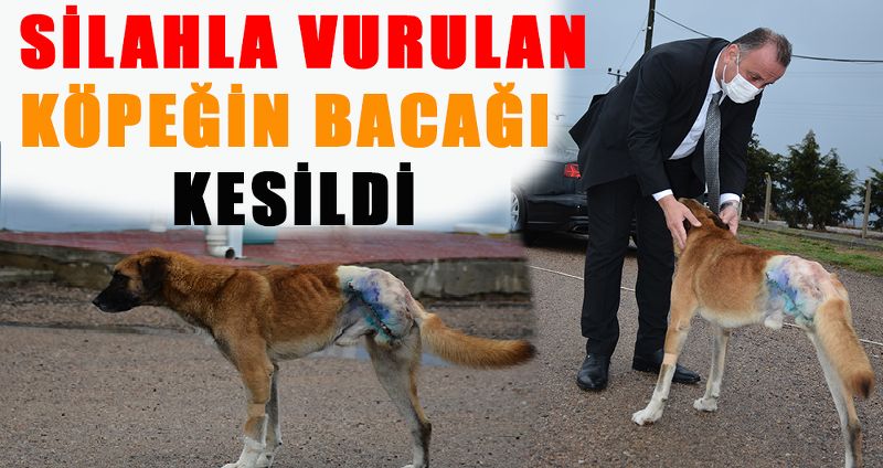 SİNOP'TA SİLAHLA VURULAN SOKAK KÖPEĞİNİN BACAĞI KESİLDİ