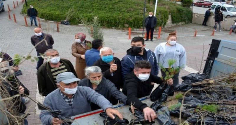 Sinop'ta bedava fidana akın