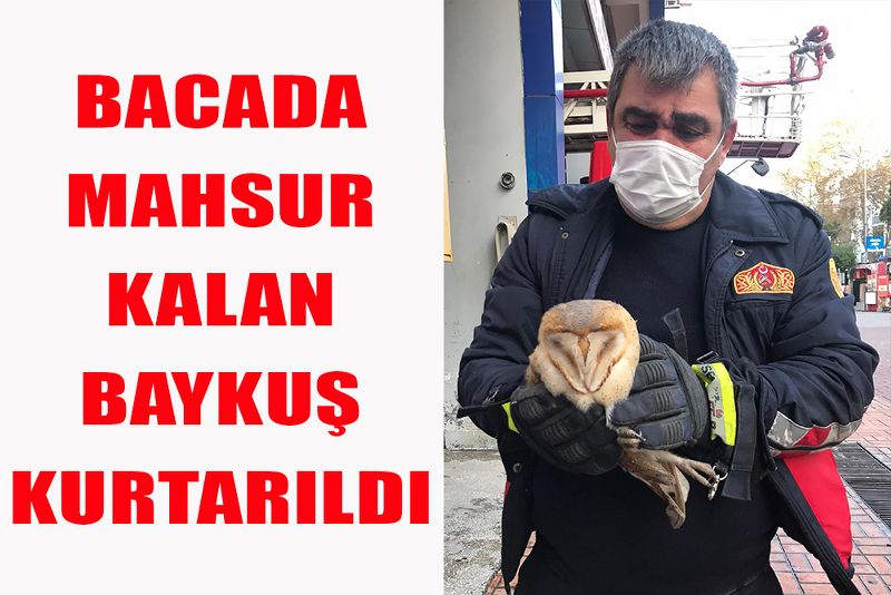 BACADA MAHSUR KALAN BAYKUŞ KURTARILDI