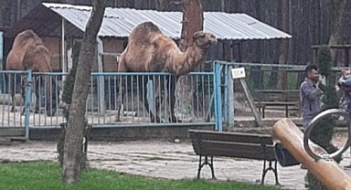 Deveye fazla yaklaşan çocuk az daha canından oluyordu