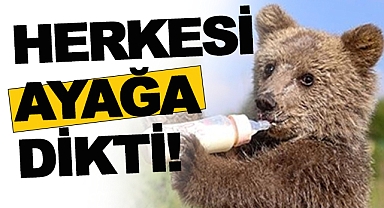 KENT MERKEZİNDE BİR GARİP AYI OLAYI!