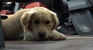 Otobüsteki inatçı köpek polisin uyarısıyla indi