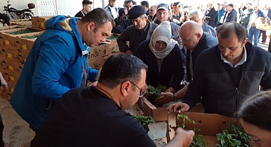 Sinop’ta 530 seracıya 61 bin sebze fidesi dağıtıldı