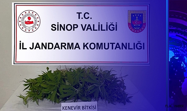 BOYABAT’TA YASA DIŞI KENEVİR EKİMİ