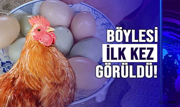 Bu tavuklar yüksek proteinli mavi yumurtluyor
