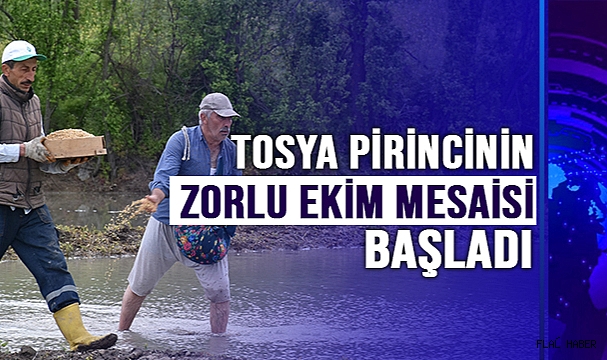 Coğrafi işaretli Tosya pirincinin zorlu ekim mesaisi başladı.