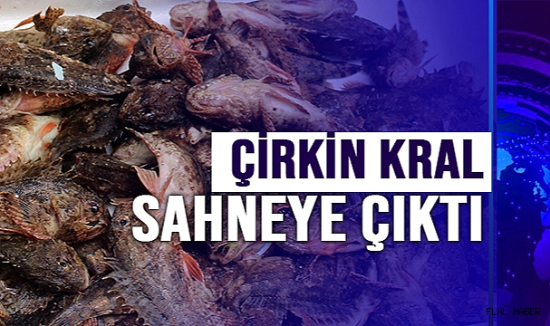Dışı zehirli, içi lezzetli iskorpit balığı tezgahlarda