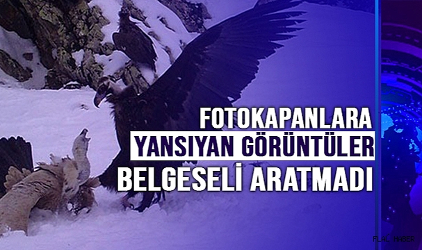 Fotokapanlara yansıyan görüntüler belgeseli aratmadı