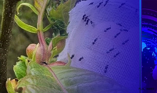 Gal arısıyla mücadelede "Torymus sinensis" böceğini doğaya saldılar