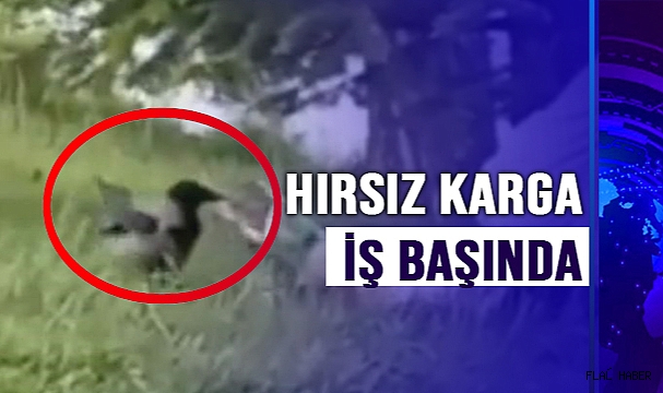 ‘HIRSIZ KARGA’ İŞ BAŞINDA