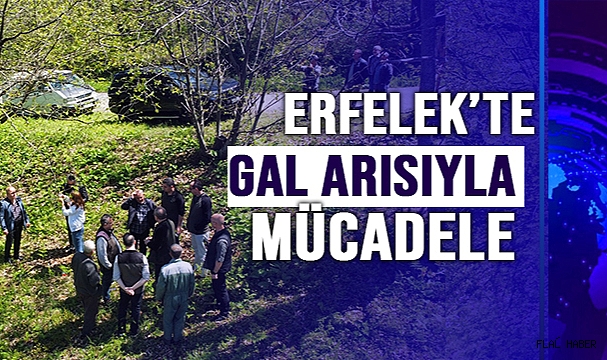 KESTANE GAL ARISIYLA MÜCADELE