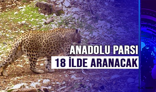 Nesli tükendiği düşünülen Anadolu Parsı 18 ilde aranacak