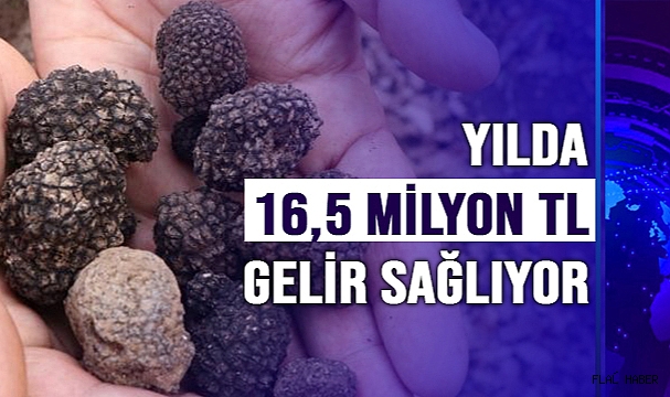 ORMAN KÖYLÜSÜNÜN GEÇİM KAYNAĞI