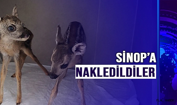 SİNOP'A NAKLEDİLDİLER