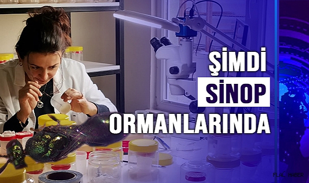 SİNOP'TA AVCI BÖCEKLER DOĞAYA BIRAKILDI!