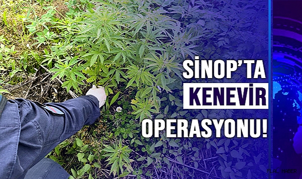 SİNOP’TA YASA DIŞI KENEVİR EKİMİ