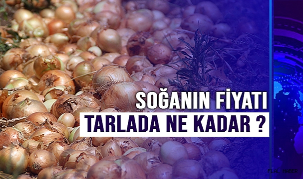 Soğanın tarlada fiyatı 4 liraya kadar indi