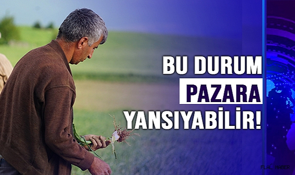 TAŞKÖPRÜ SARIMSAĞI TARLALARINDA YÜZDE 50 VERİM KAYBI