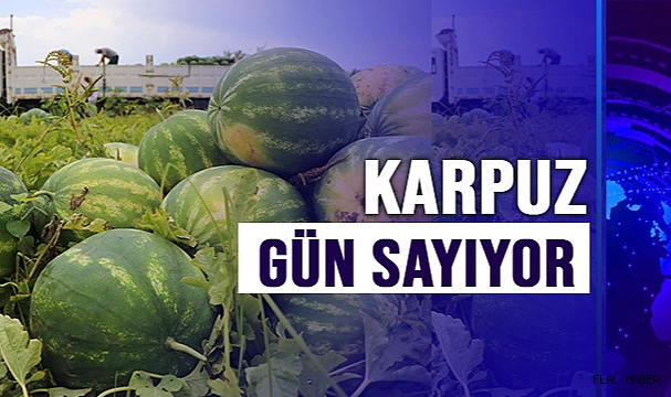 Tescilli Adana karpuzu hasat için gün sayıyor