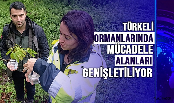 Türkeli ormanlarında mücadele alanları genişletiliyor