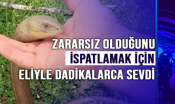 Zararsız olduğunu ispatlamak için eliyle dadikalarca sevdi