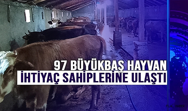 97 Büyükbaş Hayvan İhtiyaç Sahiplerine Ulaştı