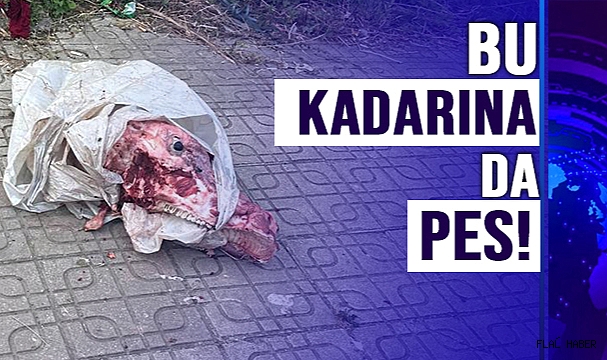 Bu kadarına da pes!