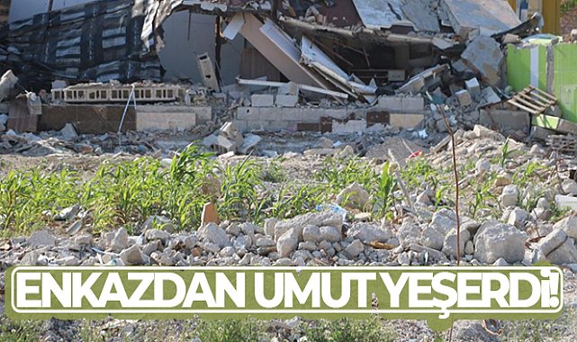 Enkazdan umut yeşerdi