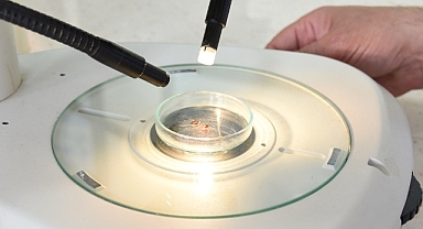 Her mevsimde yaşayabilen keneler en çok bu illerde tehlike saçıyor