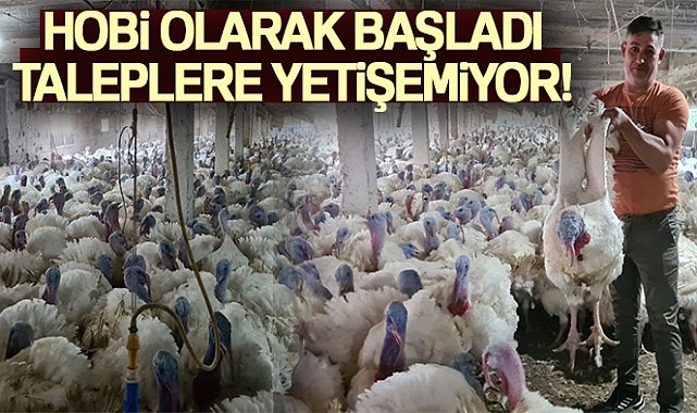 Hobi olarak başladığı hindi yetiştiriciliğinde taleplere yetişemiyor