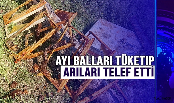 Köye İnen Ayı Balları Tüketip, Arıları Telef Etti