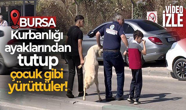 Kurbanlığı ayaklarından tutup çocuk gibi yürüttüler