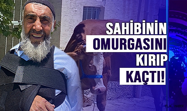 Kurbanlık inek sahibinin omurgasını kırıp kaçtı