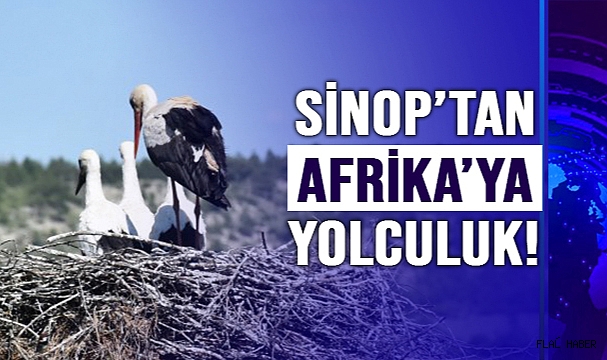 LEYLEKLER SİNOP'TAN AFRİKAYA GÖÇ ETTİ