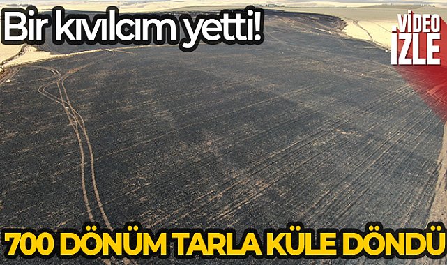 Sigara izmariti 700 dönümlük tarlayı küle çevirdi